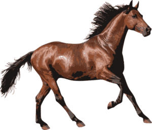 horse 1297225 640