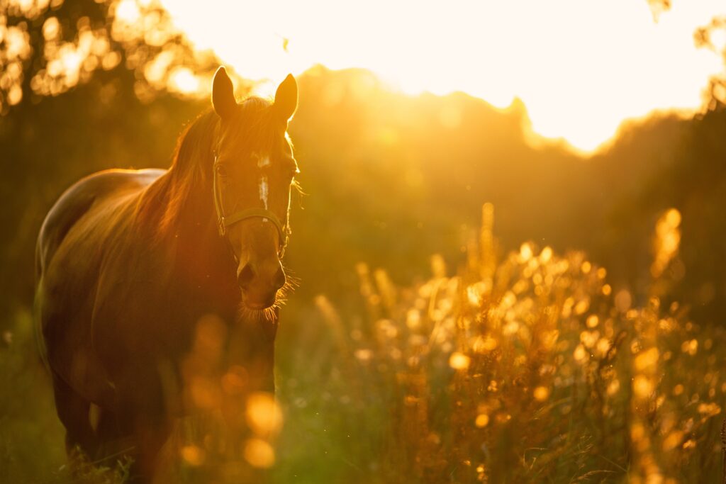 horse 4810484 1920