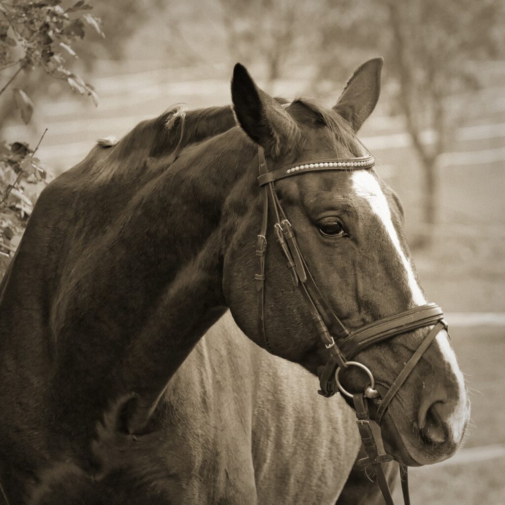 horse 4847095 1280